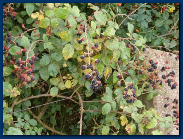 600x449 pixels (161K)